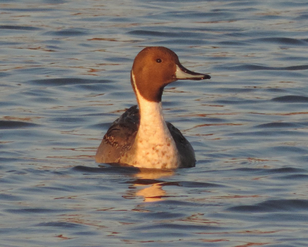 Northern Pintail - Rich Brown