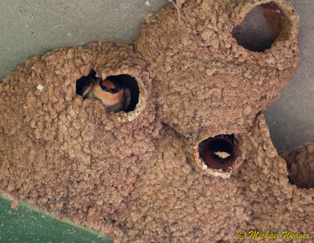 Cave Swallow - ML131481891