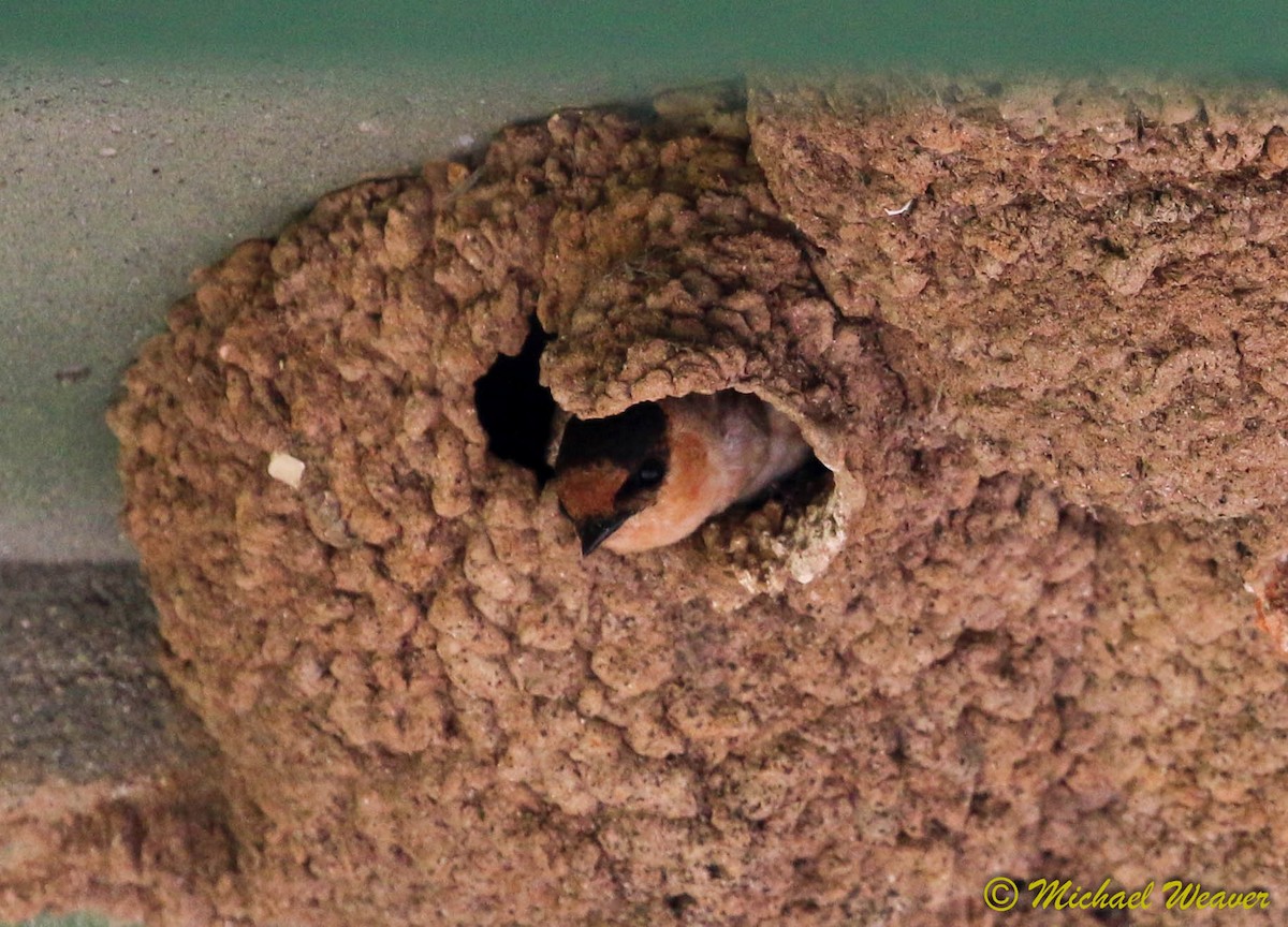 Cave Swallow - ML131481901