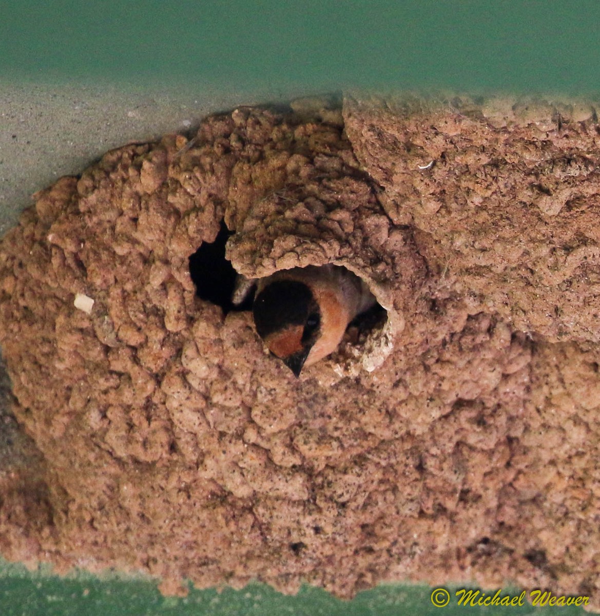 Cave Swallow - ML131481931