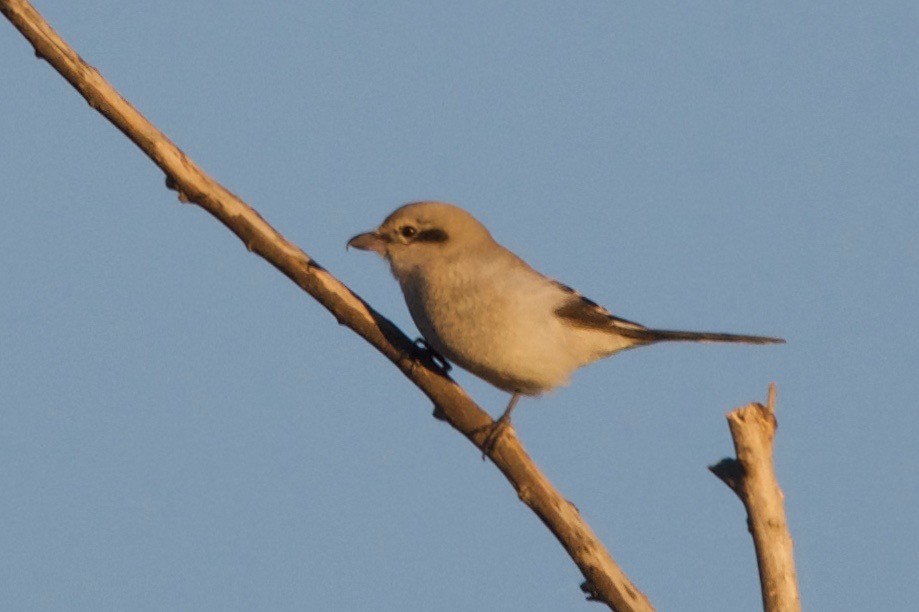 Northern Shrike - ML131483711