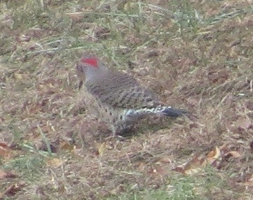 Northern Flicker - "Chia" Cory Chiappone ⚡️