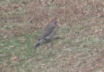 Northern Flicker - ML131484931