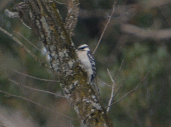 Downy Woodpecker - ML131484971