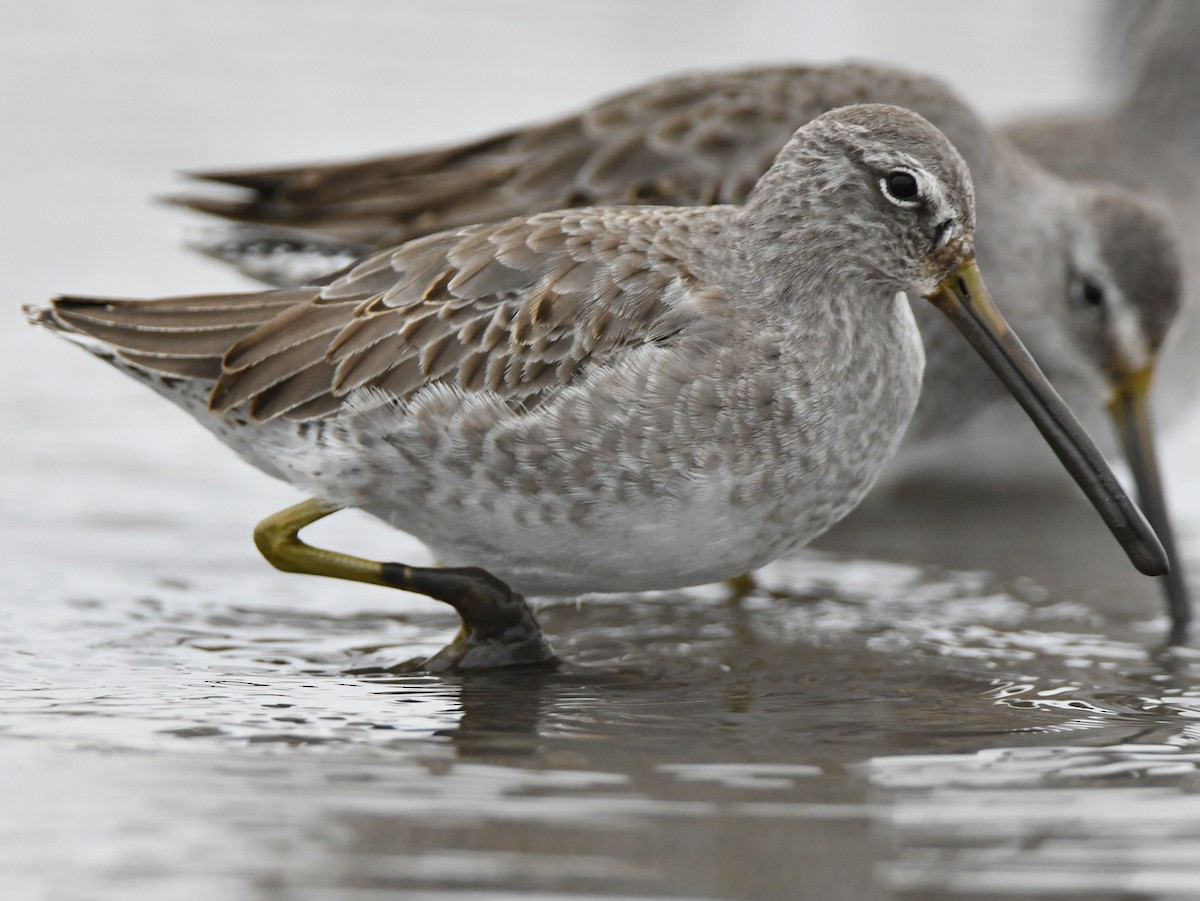 Long-billed Dowitcher - Levi Plummer