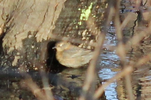 Rusty Blackbird - ML131487241