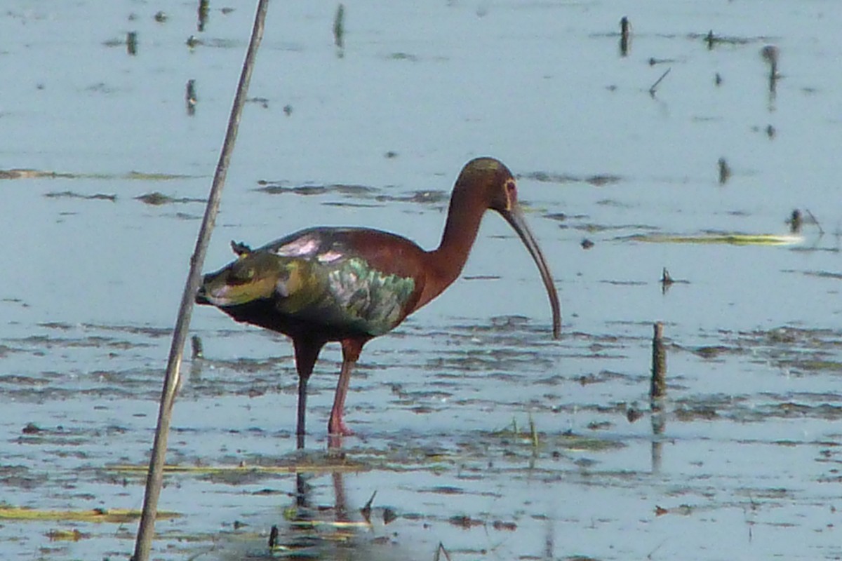 White-faced Ibis - ML131487541