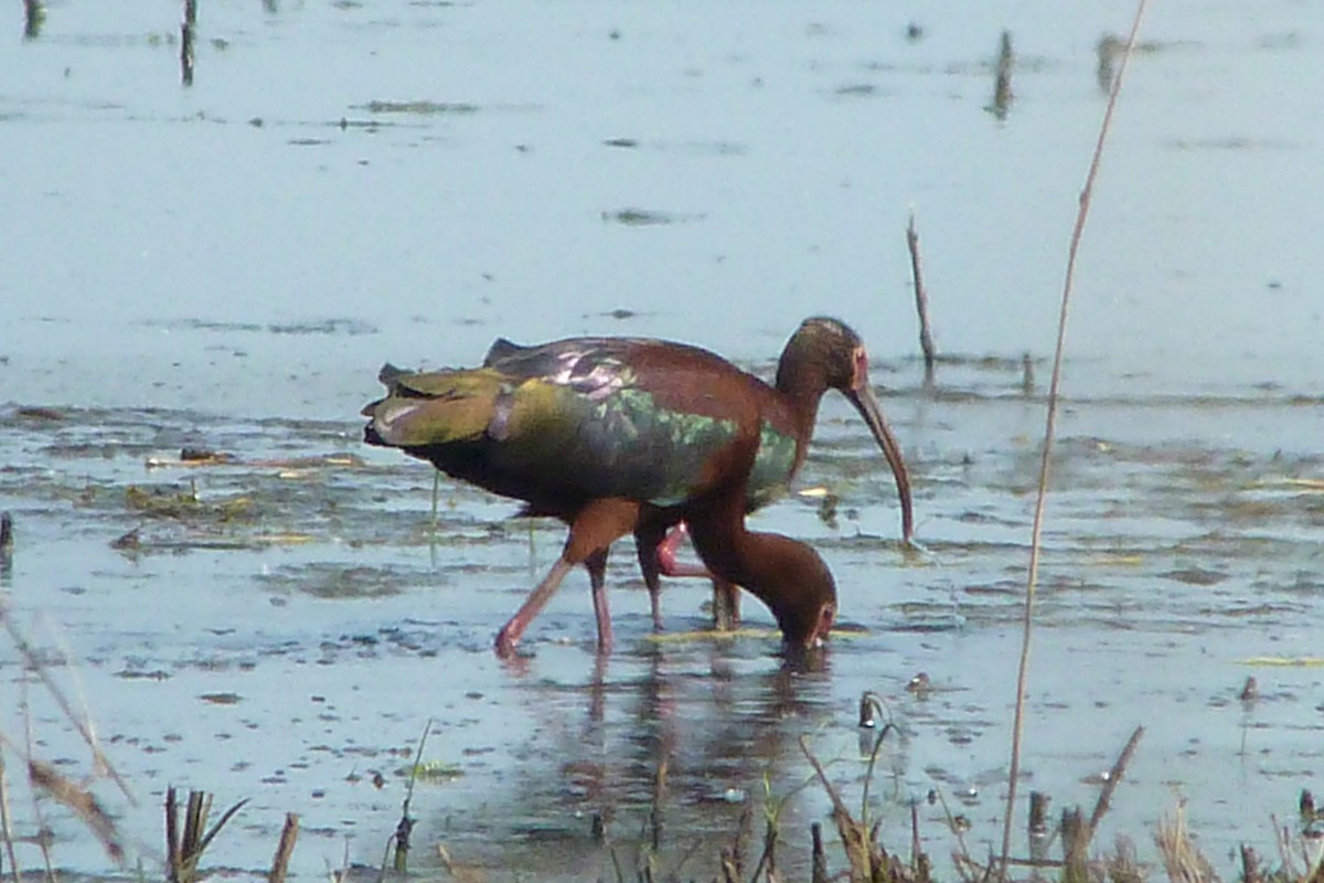 White-faced Ibis - ML131487671