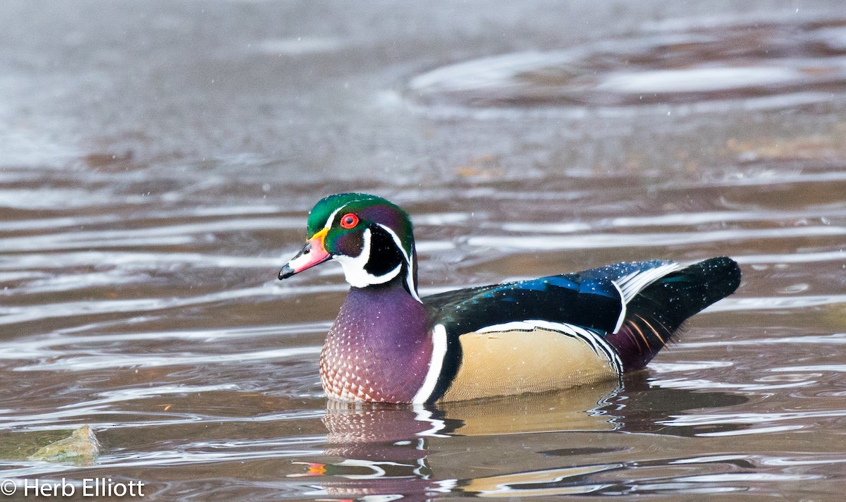Wood Duck - Herb Elliott