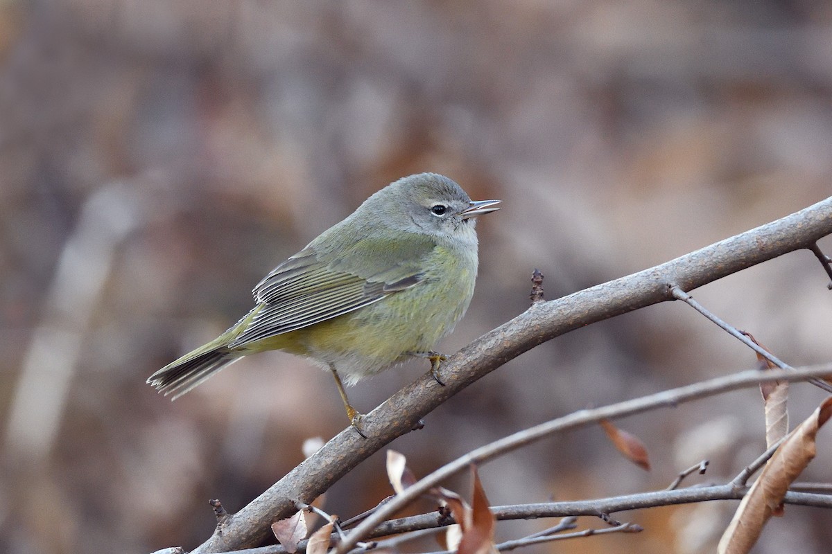 Orange-crowned Warbler - ML131491571