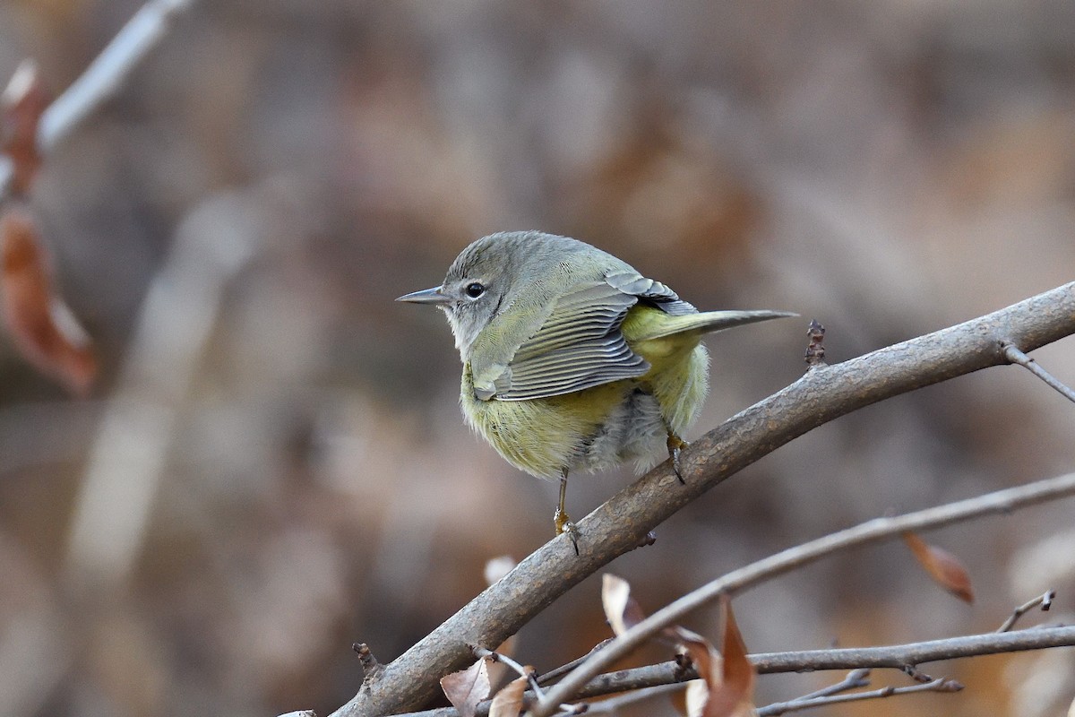 Orange-crowned Warbler - ML131491581