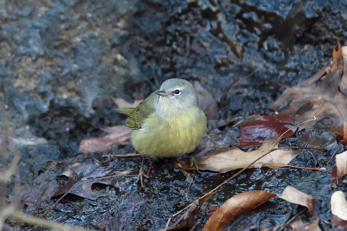 Orange-crowned Warbler - ML131491591