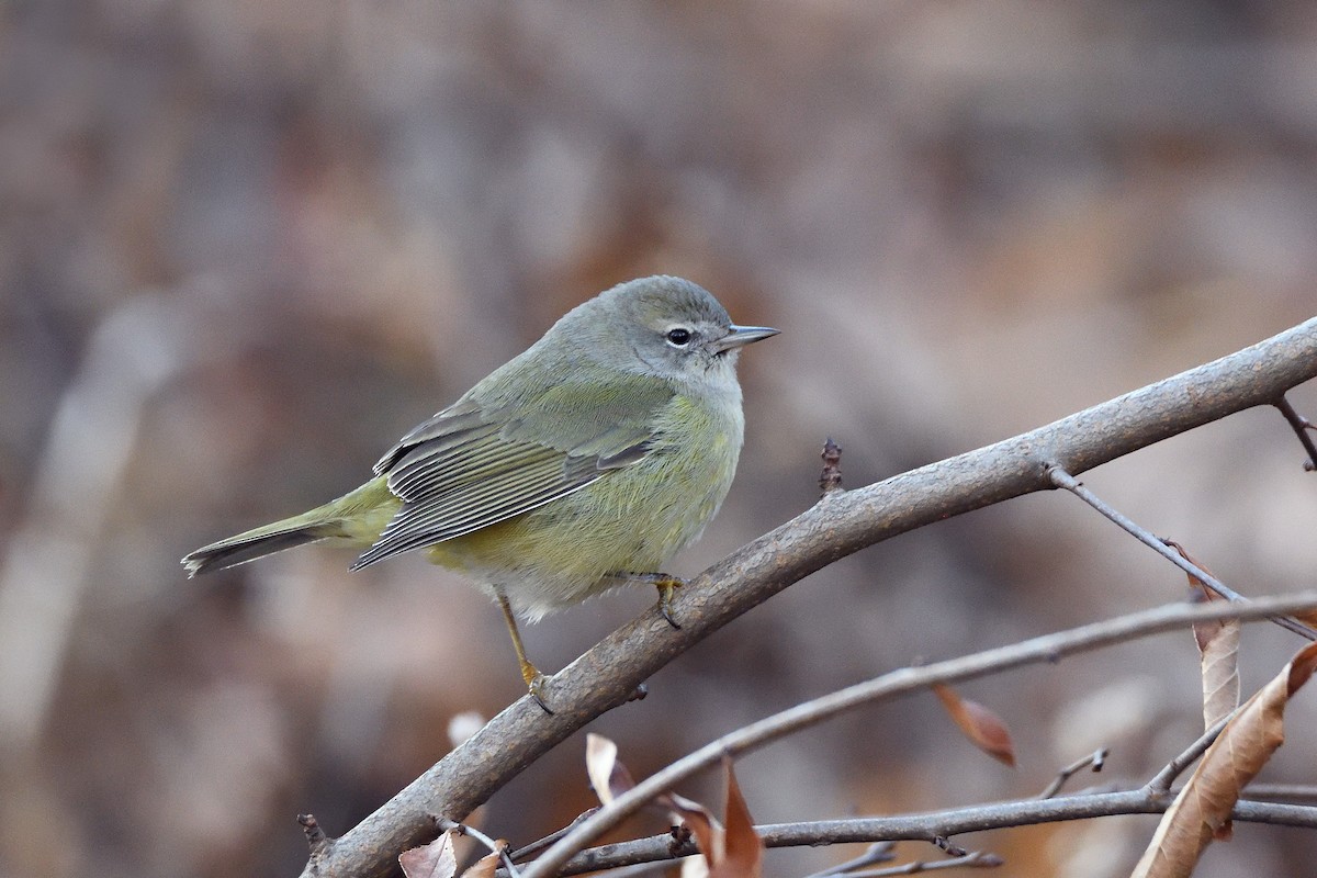 Orange-crowned Warbler - ML131491601