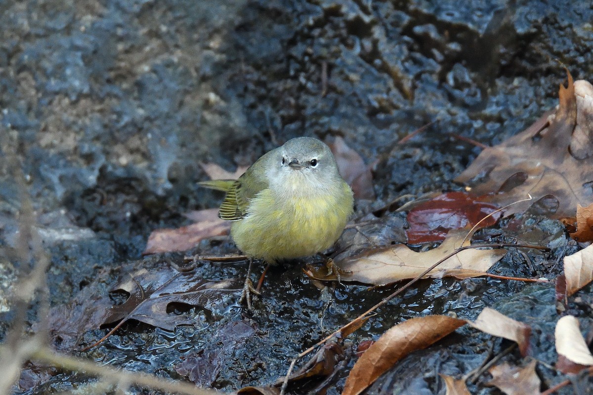 Orange-crowned Warbler - ML131491611
