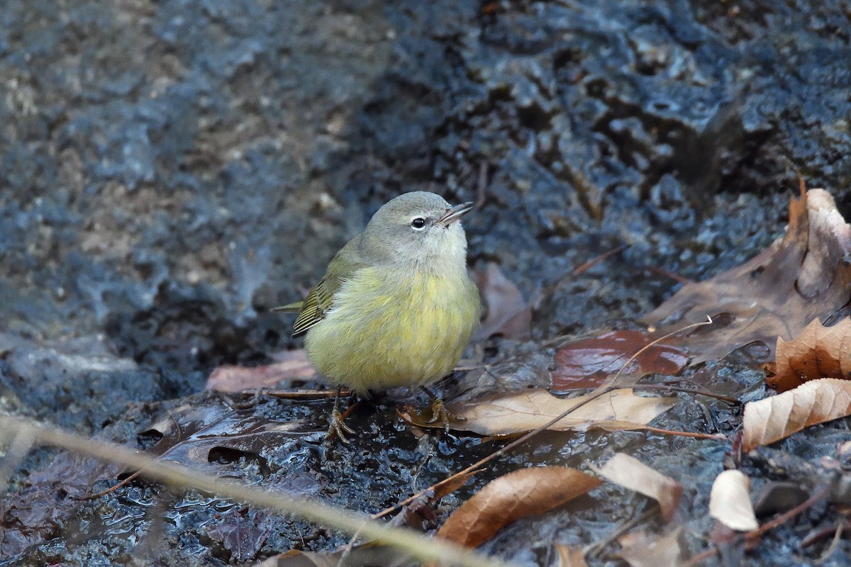 Orange-crowned Warbler - ML131491621
