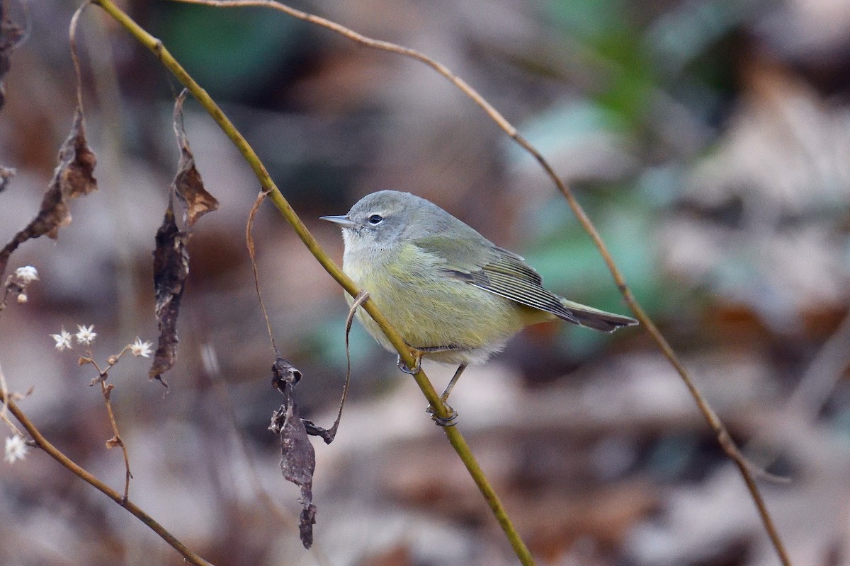 Orange-crowned Warbler - ML131491651