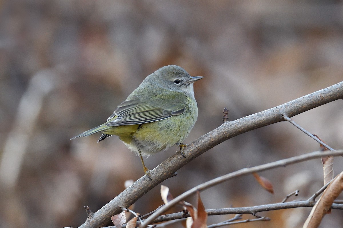 Orange-crowned Warbler - ML131491661