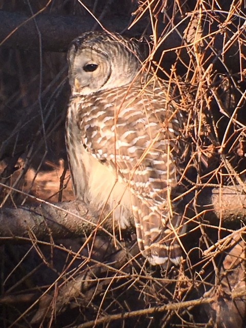 Barred Owl - Mike Warner