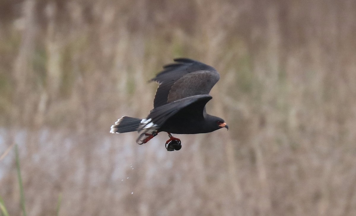 Snail Kite - ML131494091