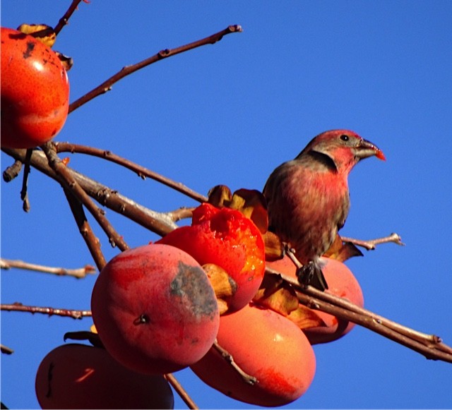 House Finch - ML131494661