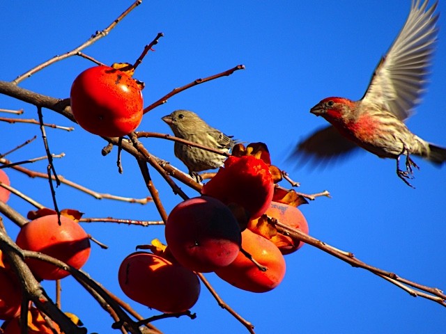 House Finch - ML131494671