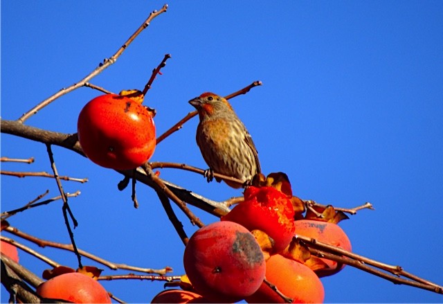 House Finch - ML131494701