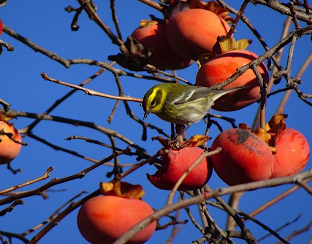 Townsend's Warbler - ML131494891