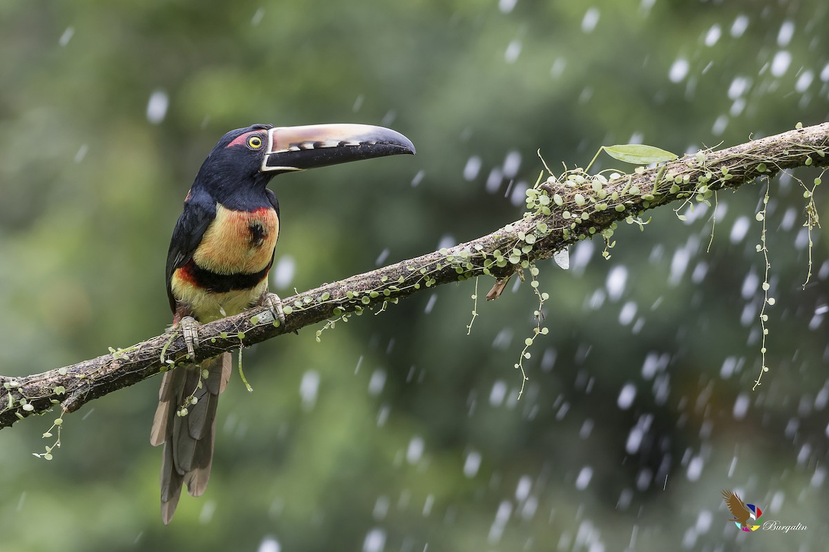 Collared Aracari - ML131494911