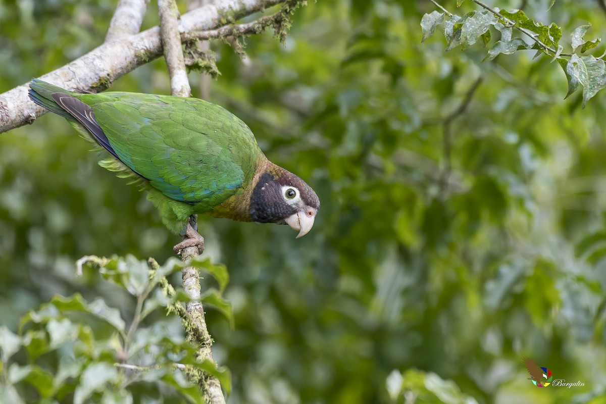 Brown-hooded Parrot - ML131494991