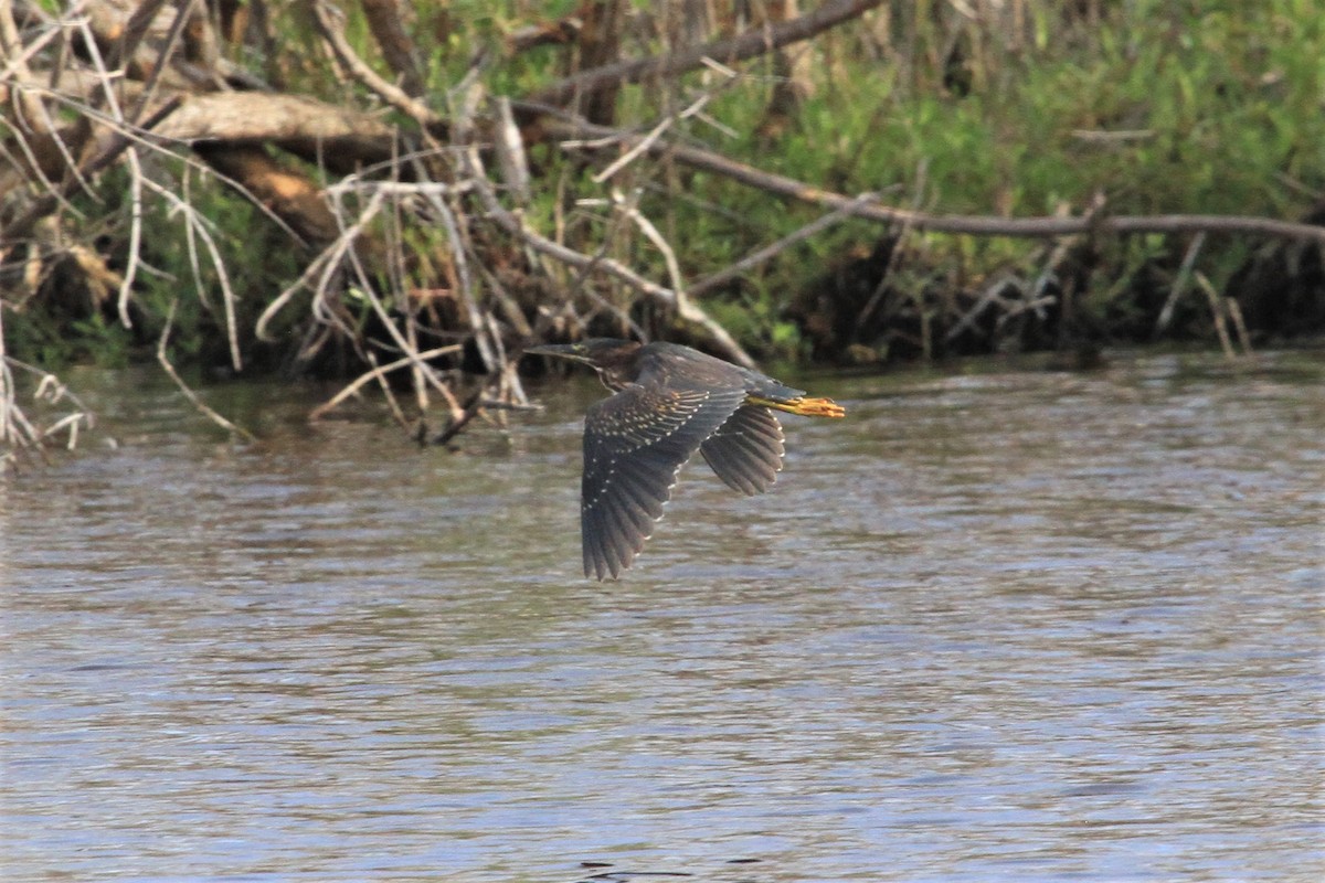 Green Heron - Kent Forward