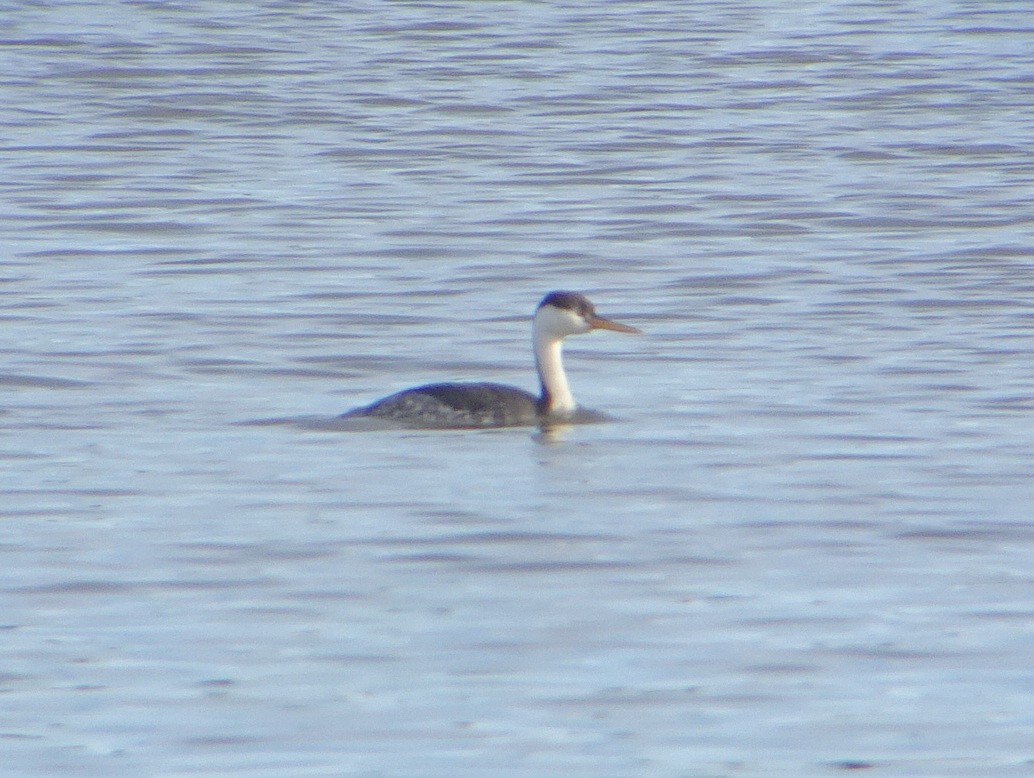 Clark's Grebe - ML131496641