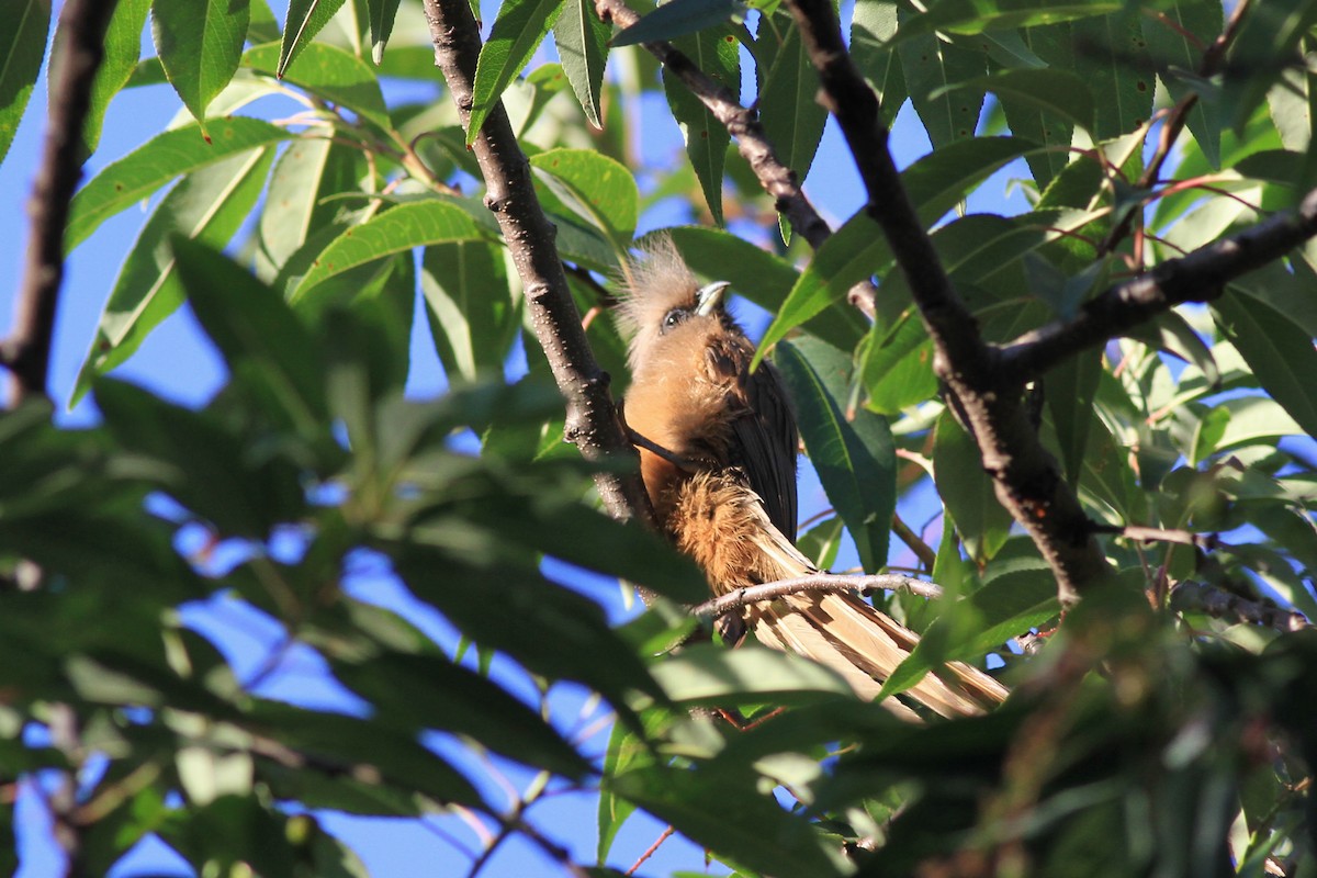 Speckled Mousebird - ML131497671