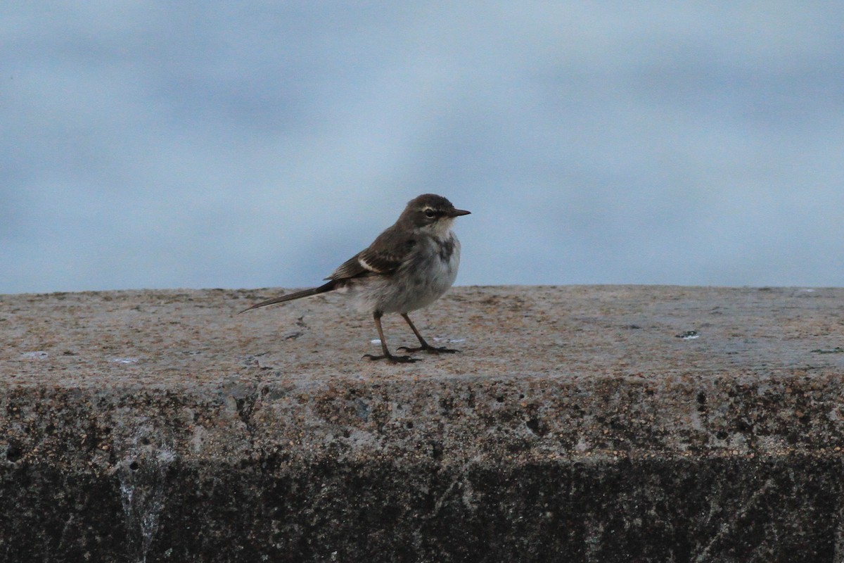 Cape Wagtail - ML131497681
