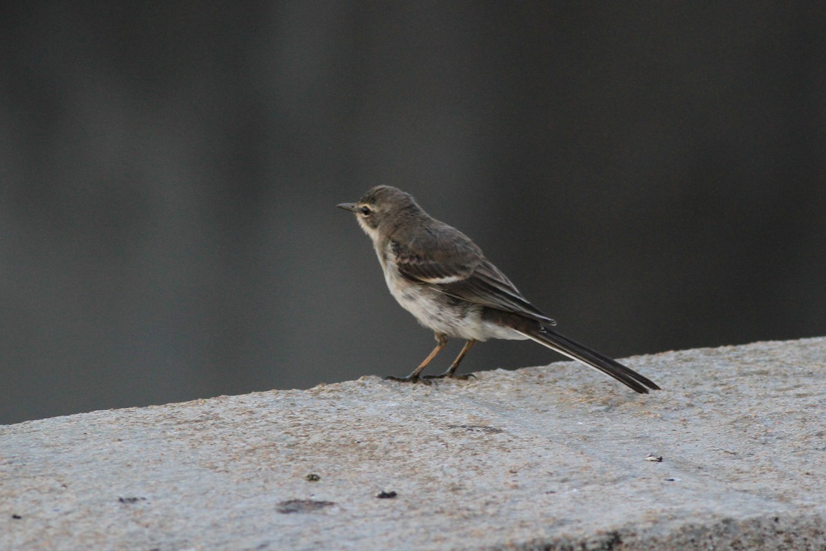 Cape Wagtail - ML131497691