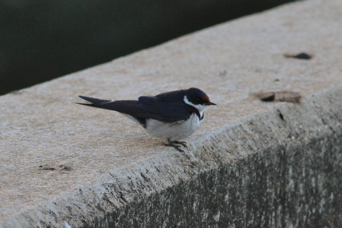 White-throated Swallow - ML131497771