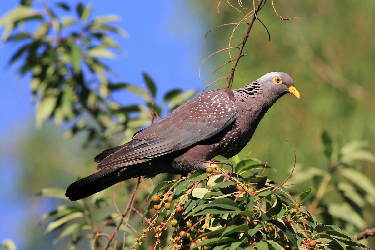 Rameron Pigeon - Michael McCloy