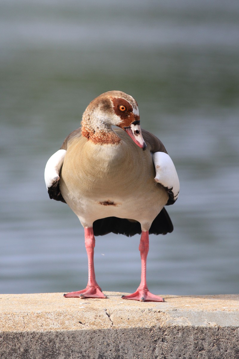 Egyptian Goose - ML131497861