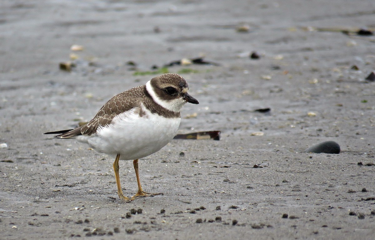 Semipalmated Plover - ML131497871