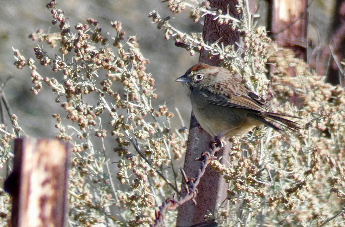 Rufous-crowned Sparrow - ML131499251