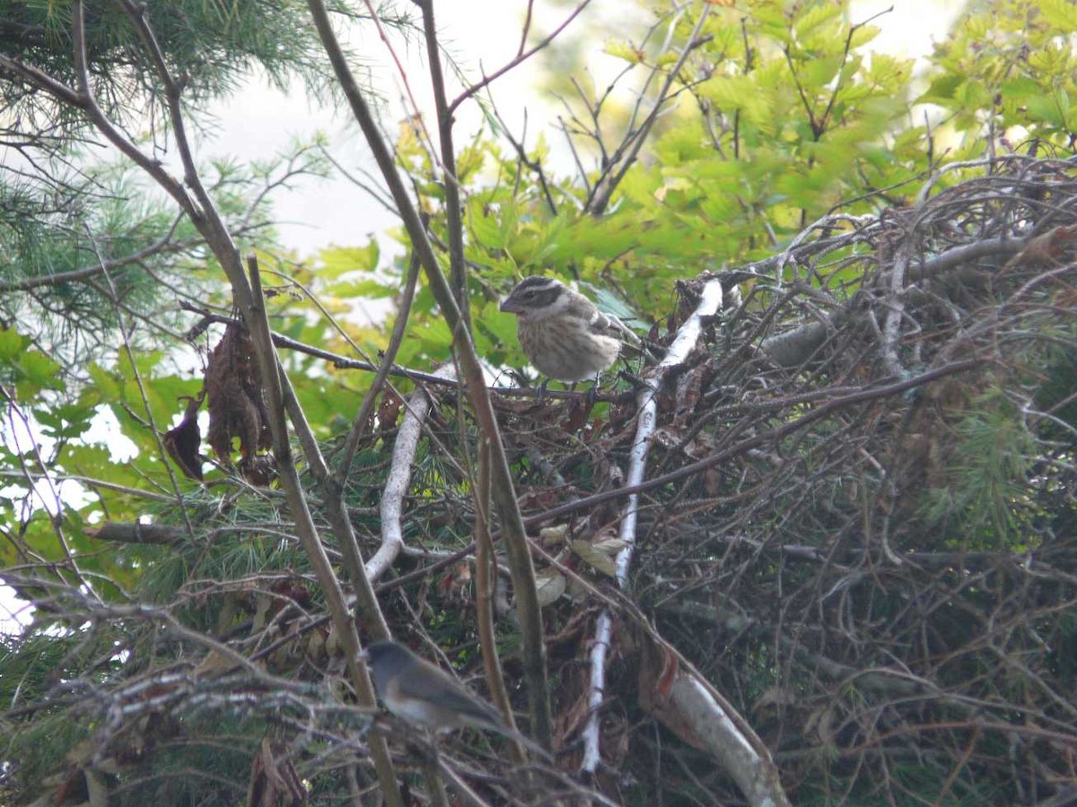 Rose-breasted Grosbeak - Steve Heinl