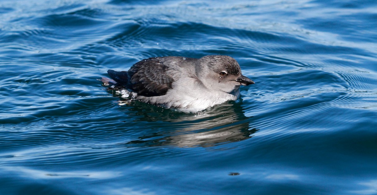 Cassin's Auklet - ML131502941