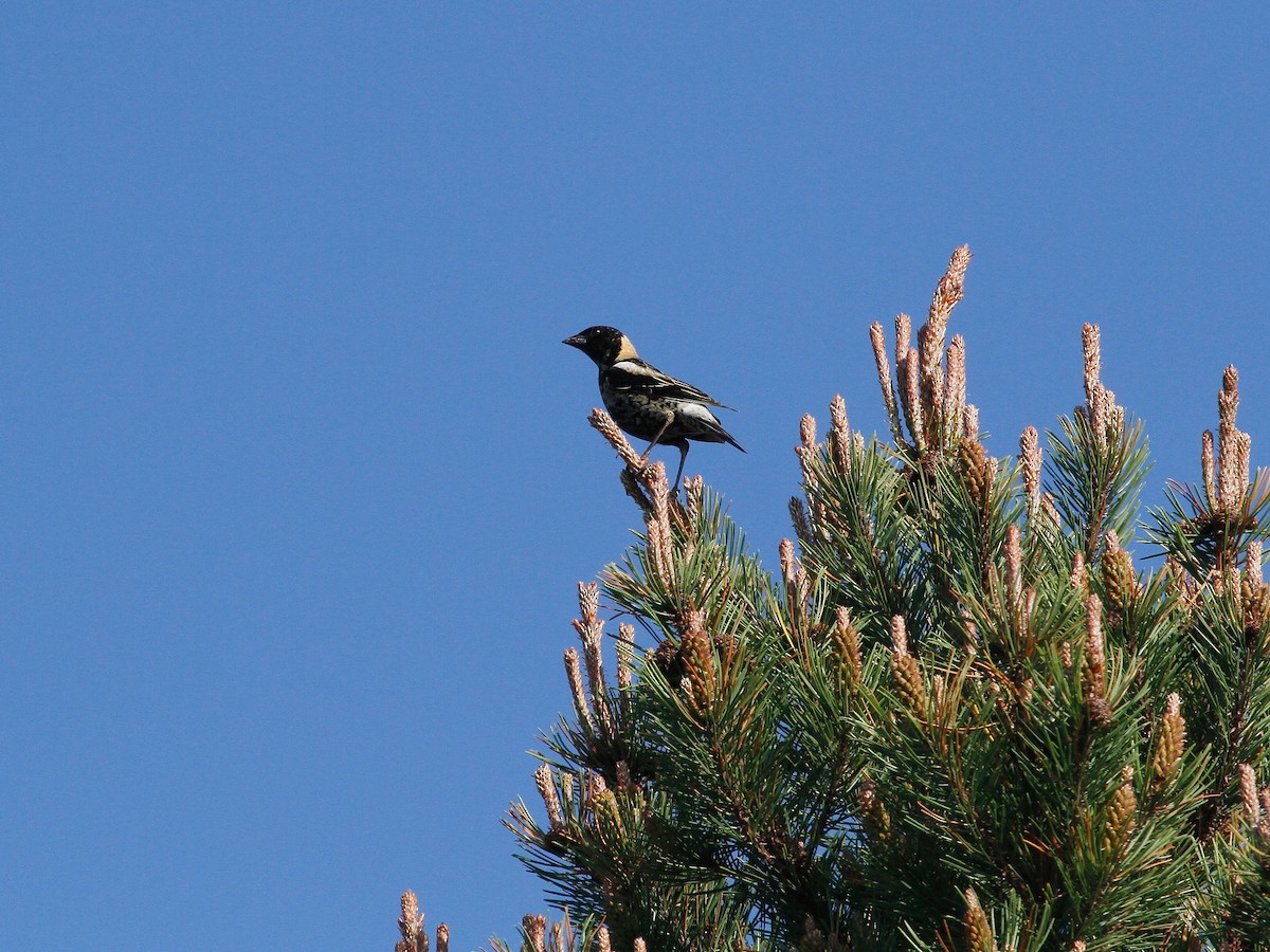 bobolink - ML131503911