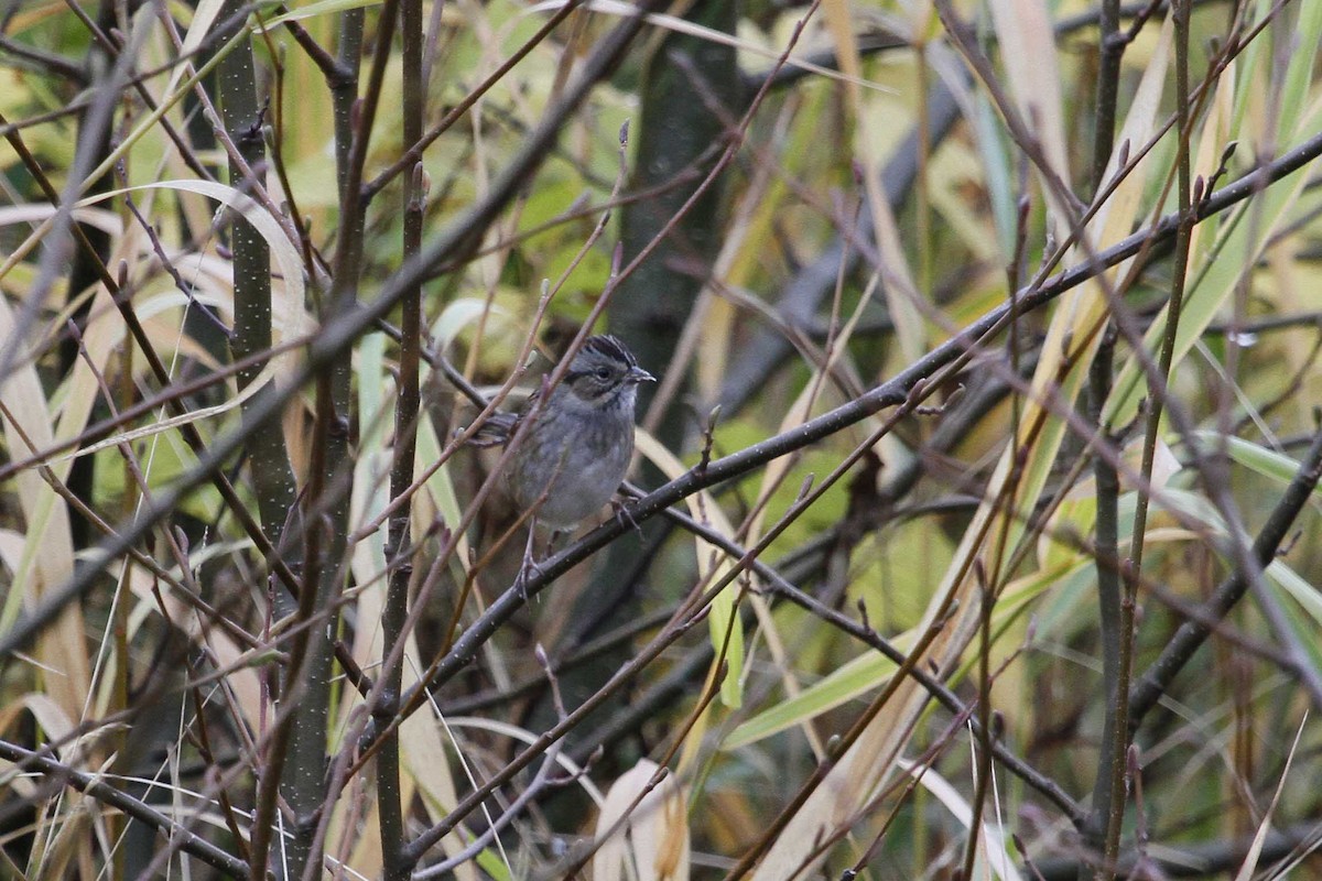 Swamp Sparrow - ML131504201