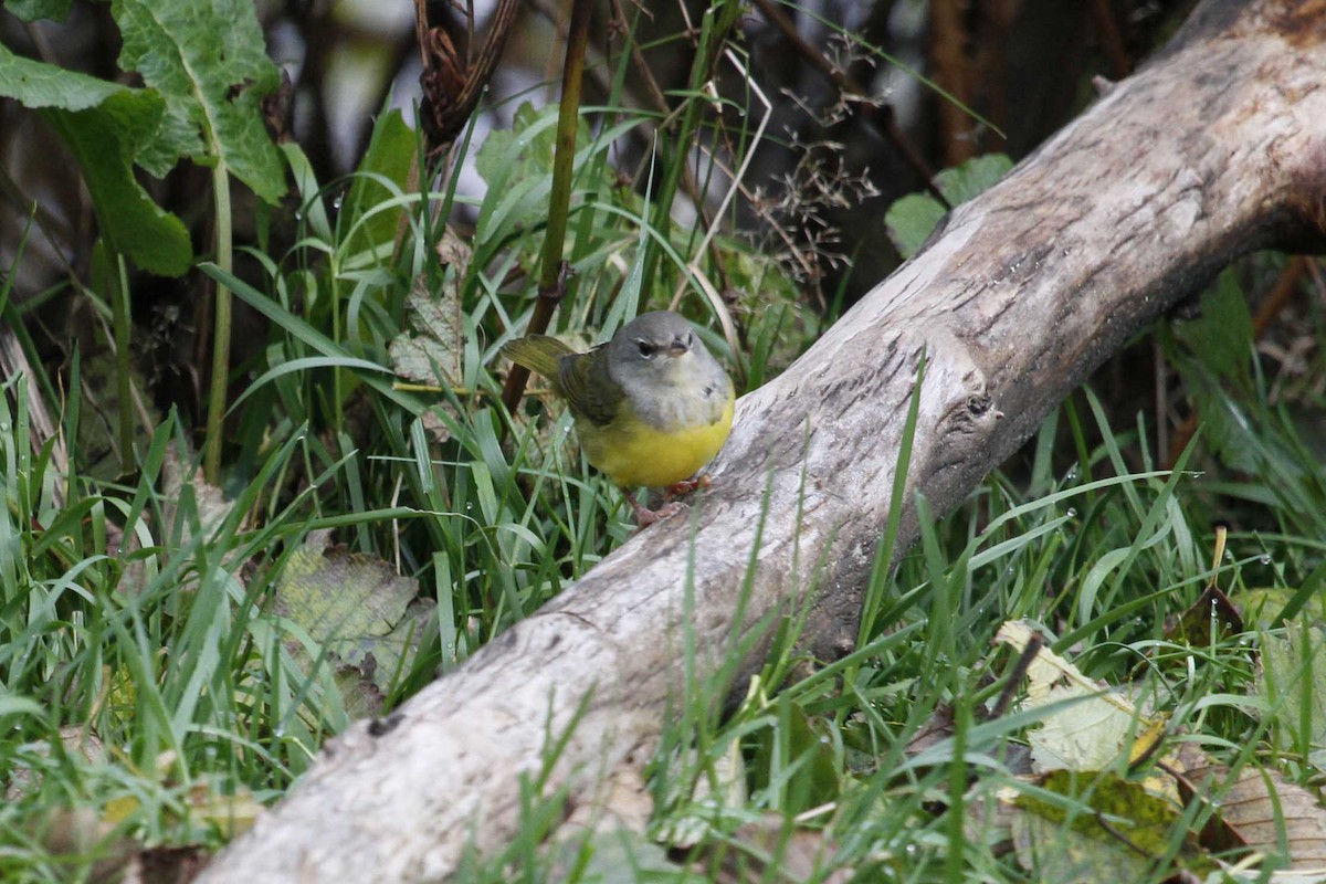 MacGillivray's/Mourning Warbler - Steve Heinl