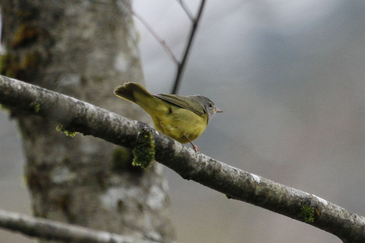 MacGillivray's/Mourning Warbler - Steve Heinl