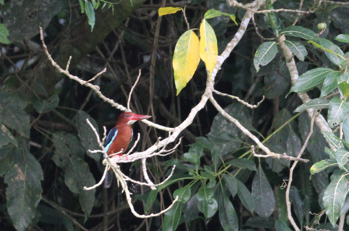 Brown-breasted Kingfisher - ML131504581