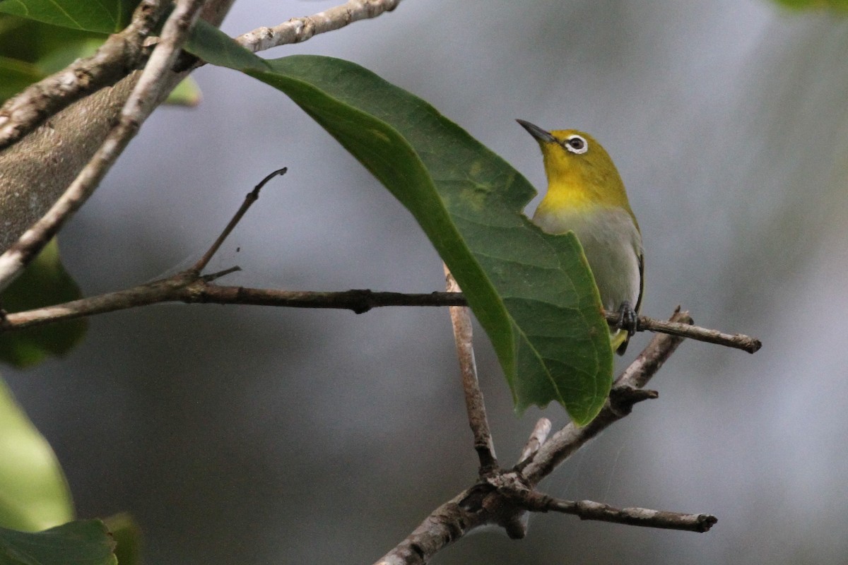 Lowland White-eye - ML131505911