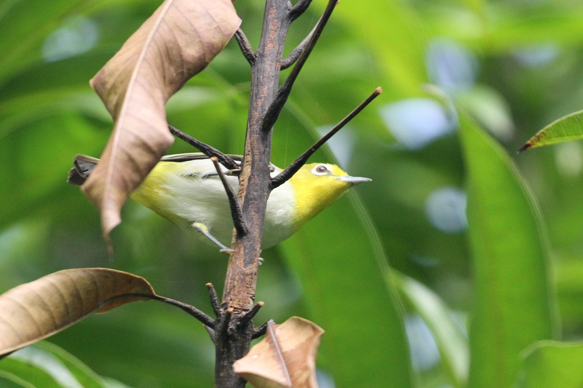 Lowland White-eye - ML131505951