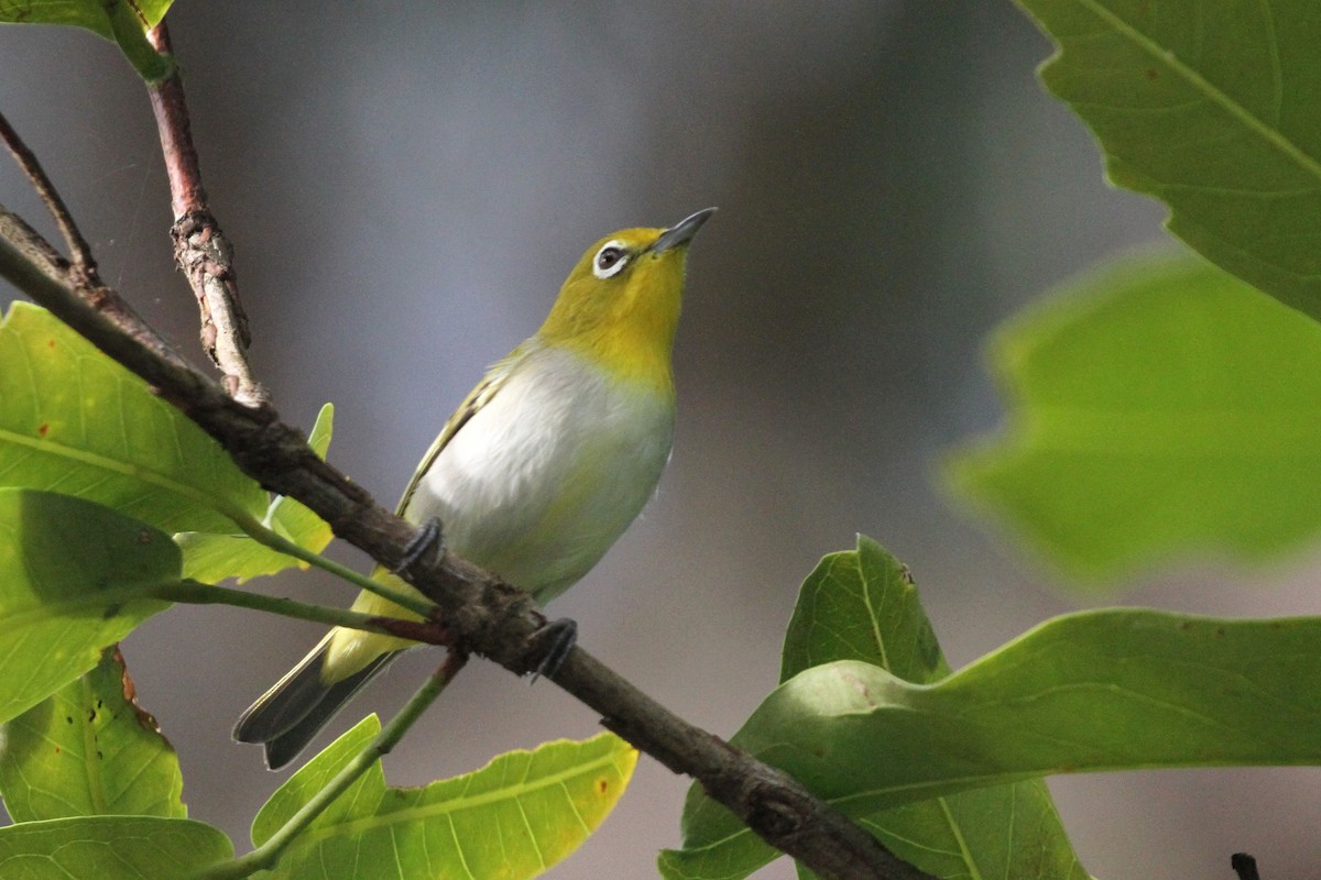 Lowland White-eye - ML131505971