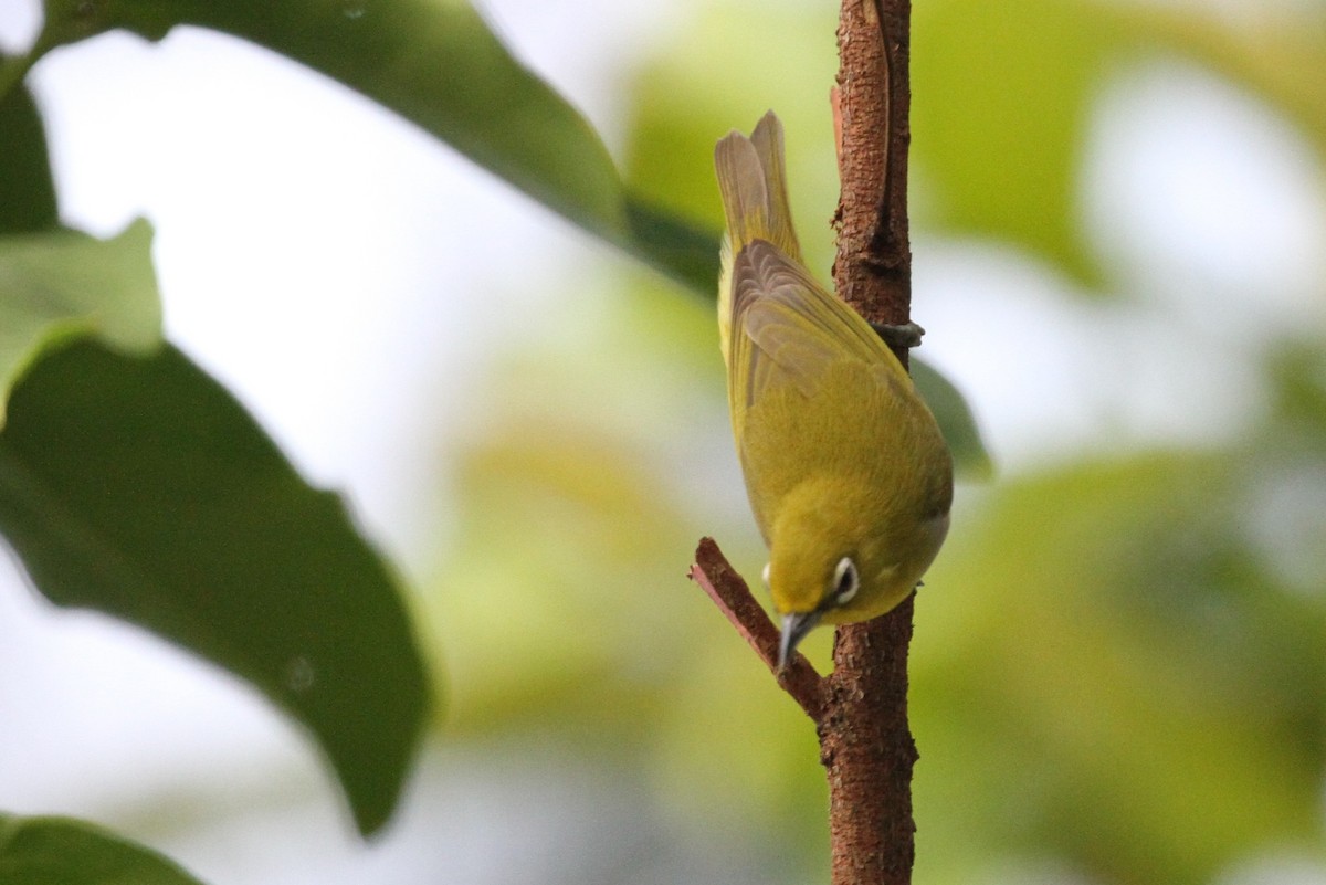 Lowland White-eye - ML131505981